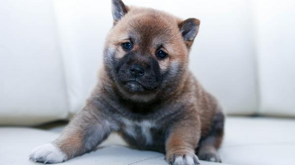 Free brown puppy sitting on white sofa hd animals wallpaper download