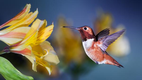 Free brown sharp nose hummingbird hovering hd birds wallpaper download