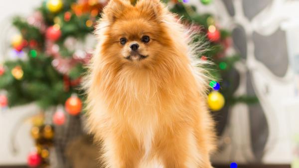 Free brown spitz puppy dog in blur christmas tree background hd animals wallpaper download