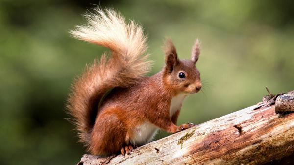 Free brown squirrel is climbing on tree hd squirrel wallpaper download