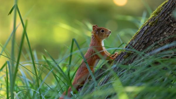 Free brown squirrel is climbing the tree 4k 5k hd squirrel wallpaper download