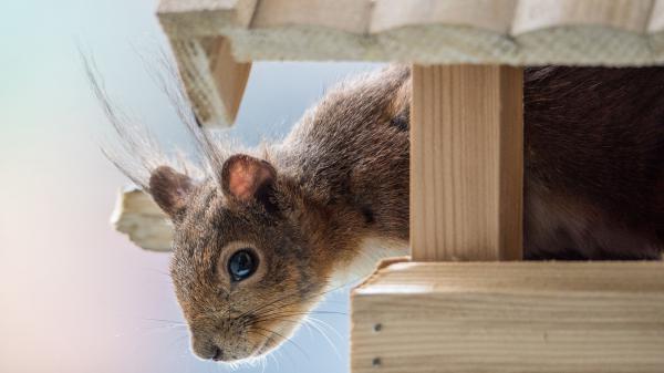 Free brown squirrel is looking down from wooden house hd squirrel wallpaper download