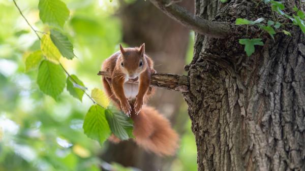 Free brown squirrel is on the small branch of tree 4k 5k hd animals wallpaper download