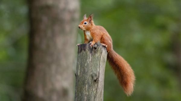 Free brown squirrel is on top of wood 4k hd squirrel wallpaper download