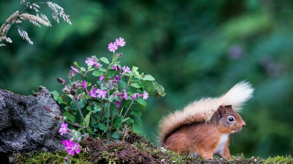 Free brown squirrel is sitting near a plant with purple flowers in shallow background 4k hd squirrel wallpaper download