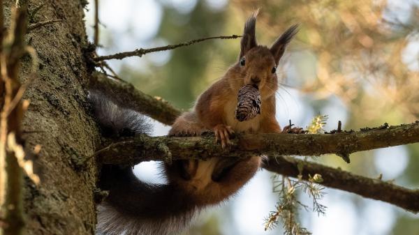 Free brown squirrel is sitting on branch of tree hd squirrel wallpaper download