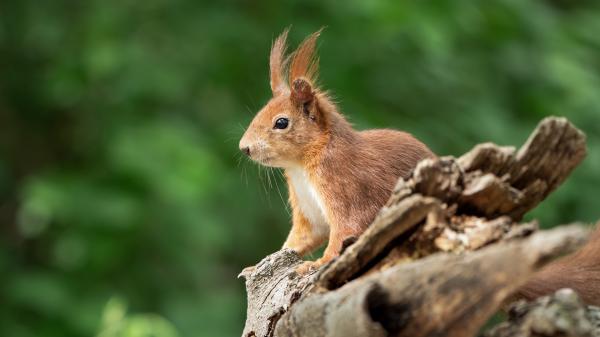 Free brown squirrel is sitting with blur background 4k 5k hd squirrel wallpaper download