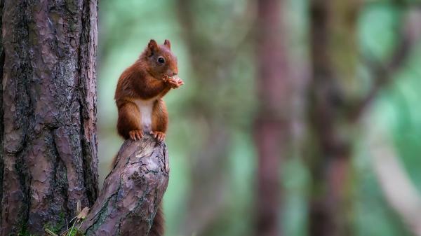 Free brown squirrel is standing and eating hd animals wallpaper download