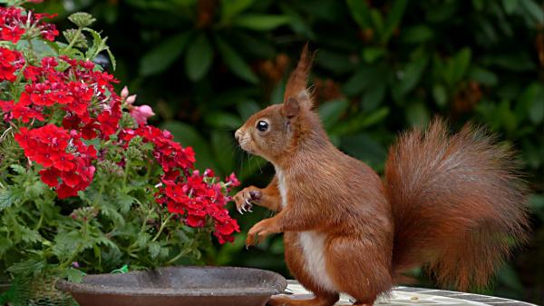 Free brown squirrel is standing near flowers in green leaves background hd squirrel wallpaper download