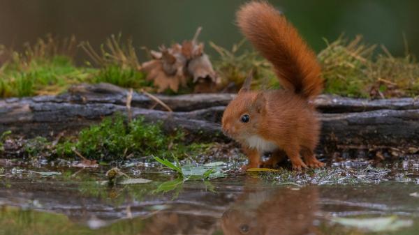 Free brown squirrel is standing on front of wood near water hd squirrel wallpaper download