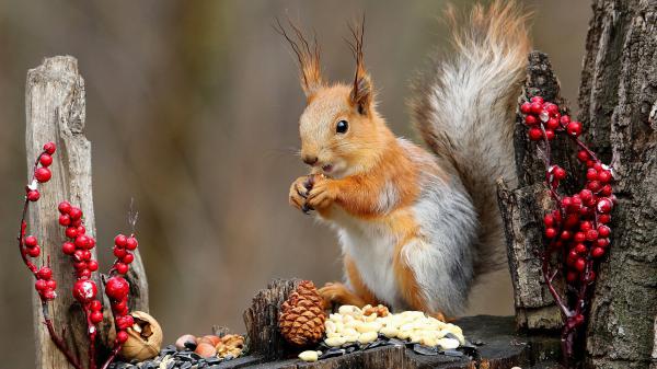 Free brown squirrel is standing on tree trunk eating nuts hd animals wallpaper download