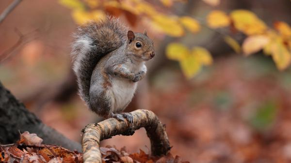 Free brown squirrel is standing on tree trunk in blur yellow leaves background hd squirrel wallpaper download