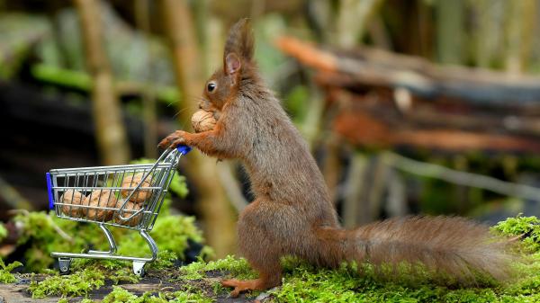 Free brown squirrel is standing with shopping cart with walnuts hd squirrel wallpaper download