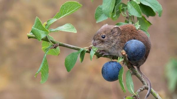 Free brown squirrel on a branch hd squirrel wallpaper download