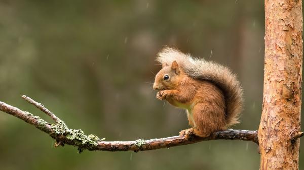 Free brown squirrel on tree stalk eating nut hd squirrel wallpaper download