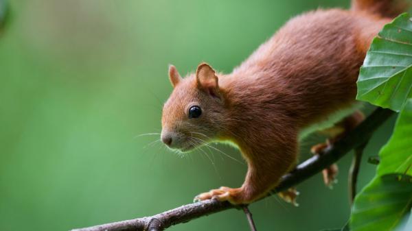 Free brown squirrel on tree stalk in blur green background hd squirrel wallpaper download