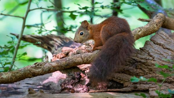 Free brown squirrel with black eyes 4k hd squirrel wallpaper download