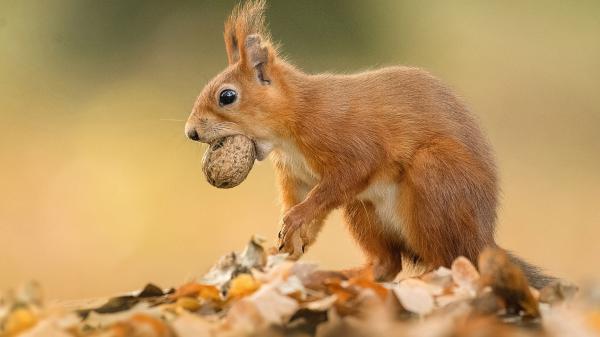 Free brown squirrel with black eyes in shallow background hd squirrel wallpaper download