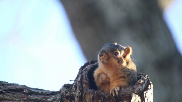 Free brown squirrel with brown eyes hd squirrel wallpaper download