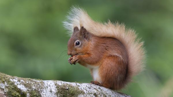 Free brown squirrel with shallow background hd squirrel wallpaper download