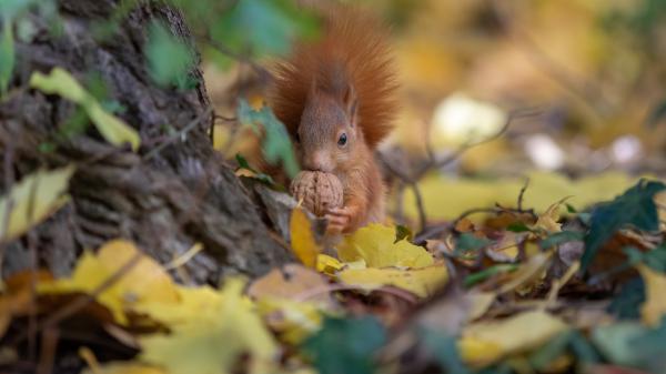 Free brown squirrel with walnut hd animals wallpaper download