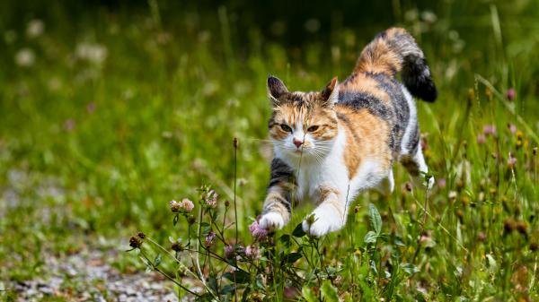 Free brown white and black cat is jumping hd cat wallpaper download