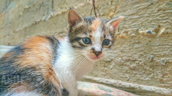 Free brown white and black cute kitten is sitting near wall 4k hd animals wallpaper download