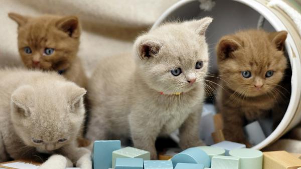 Free brown white british shorthair kittens are playing with plastic box hd kitten wallpaper download