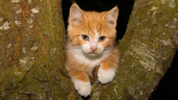 Free brown white cat kitten is lying on tree 4k hd kitten wallpaper download