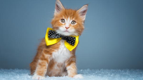 Free brown white cat with black yellow neck bow tie in ash background 4k 5k hd kitten wallpaper download