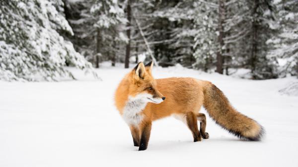 Free brown white fox on white snow in forest background hd animals wallpaper download