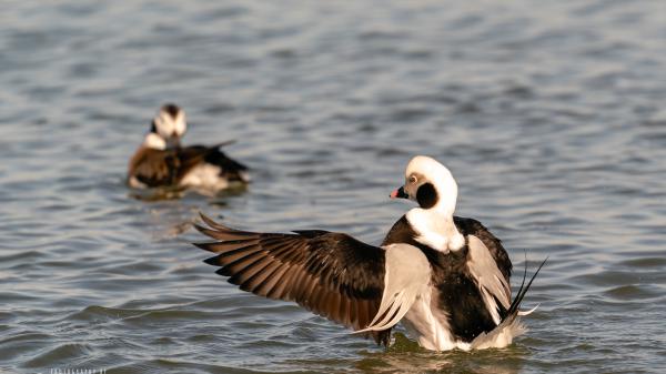 Free brown white long tailed duck on body of water hd animals wallpaper download