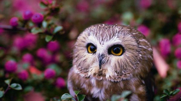 Free brown white owl in blur pink flowers background hd owl wallpaper download