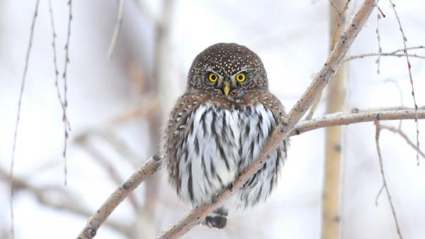 Free brown white owl on tree branch in snow background hd owl wallpaper download