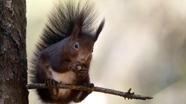 Free brown white squirrel on tree branch eating nuts hd squirrel wallpaper download