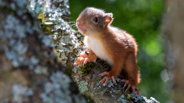 Free brown white squirrel on tree branch looking up 4k 5k hd squirrel wallpaper download