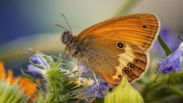 Free brown yellow black dot butterfly on purple flower in blur background hd butterfly wallpaper download