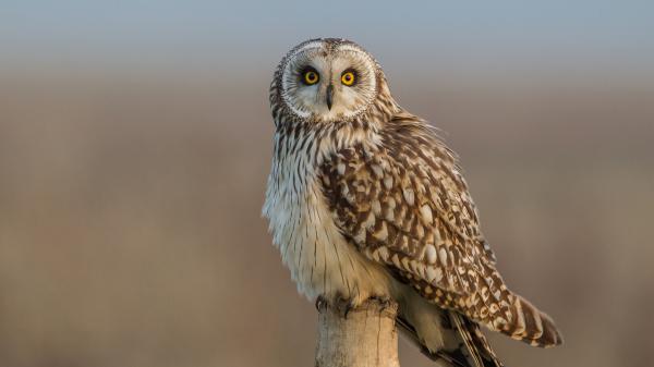 Free brown yellow eyes owl on wood in blur background hd owl wallpaper download