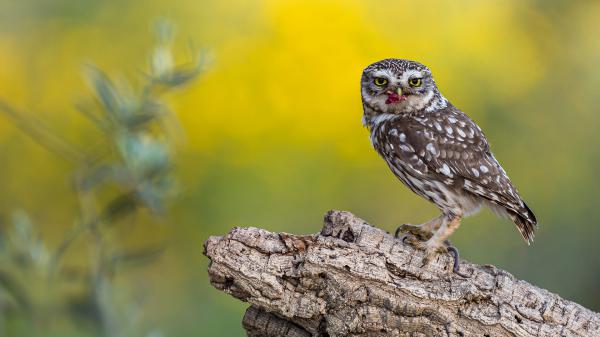 Free brown yellow eyes owl with flower in mouth on tree trunk in yellow green background hd owl wallpaper download