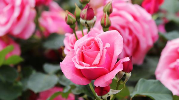 Free bud pink petal flower rose 4k 5k hd flowers wallpaper download