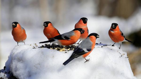 Free bullfinch birds on standing on snow during winter hd birds wallpaper download