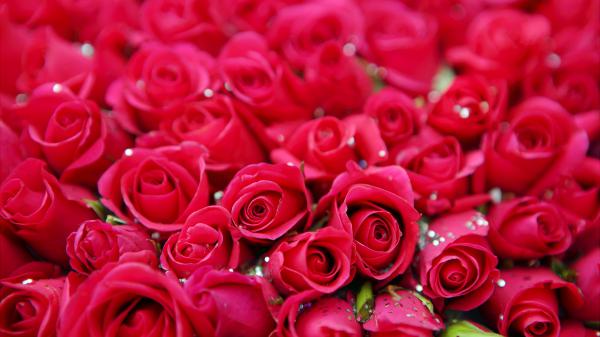 Free bunch of pink roses in blur background 4k 5k hd flowers wallpaper download