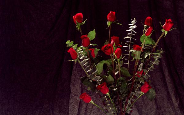 Free bunch of red roses wallpaper download