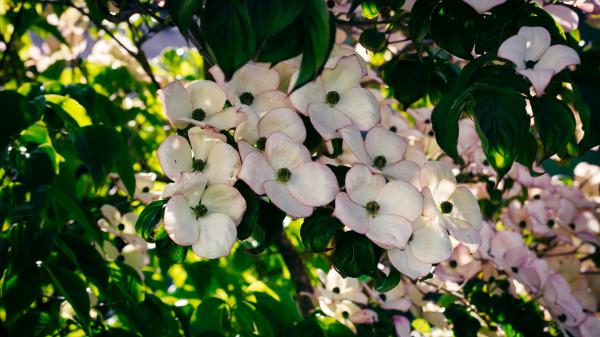 Free bush dogwood blossom hd flowers wallpaper download