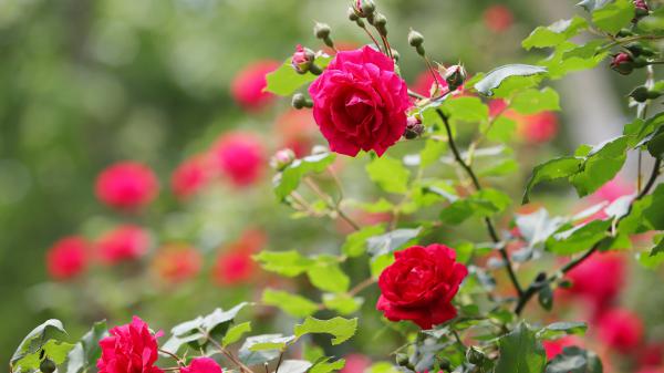 Free bush red rose with leaves 4k hd flowers wallpaper download