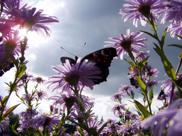 Free butterfly  daisies 1024x768 wallpaper download