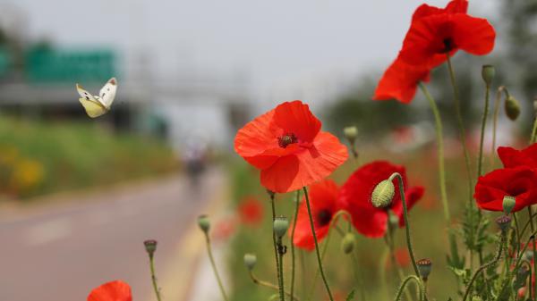 Free butterfly insect on poppy red flower 4k 5k hd flowers wallpaper download