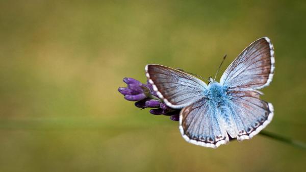 Free butterfly is standing on flower with blur background 4k hd butterfly wallpaper download