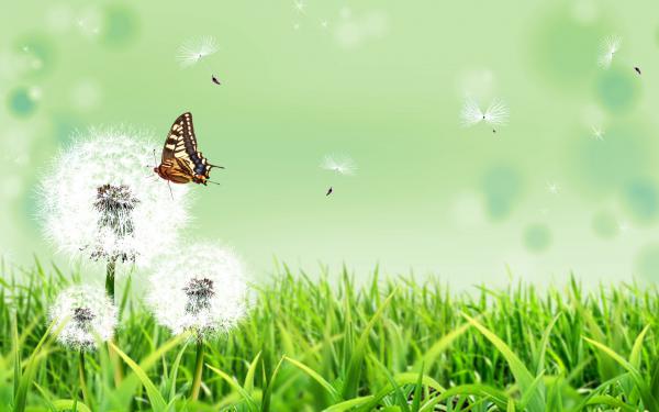 Free butterfly nature wallpaper download