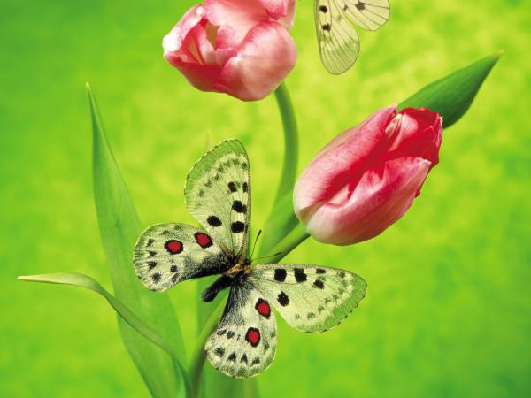 Free butterfly on a tulip wallpaper download